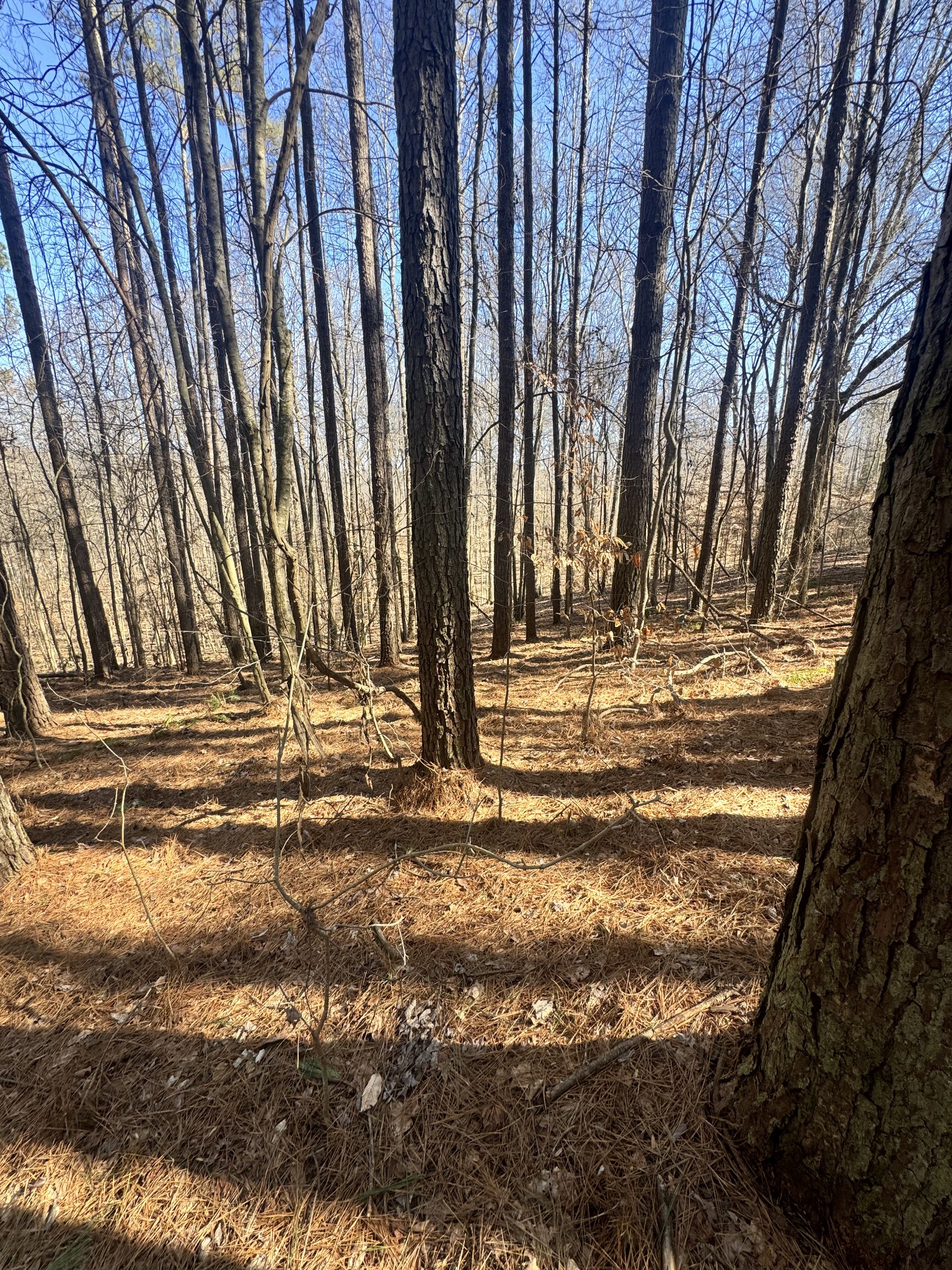 0 Allen Bend Road Smithville, TN 37166 - Photo 12 of 18 a view of outdoor space with deck