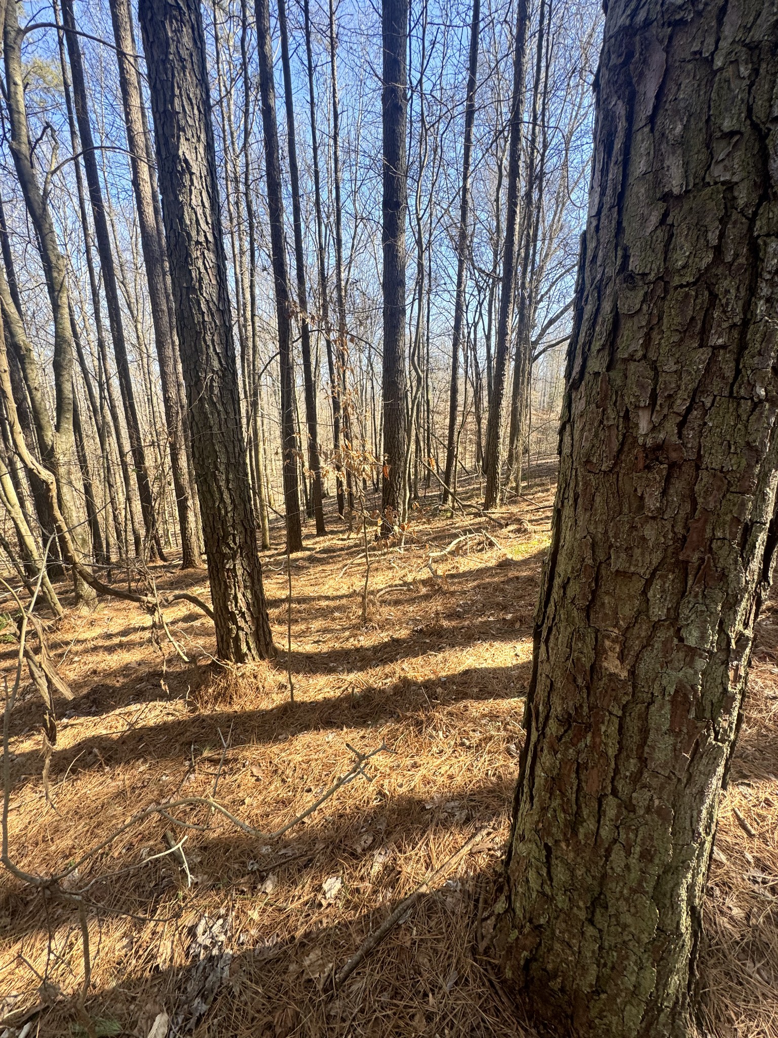 0 Allen Bend Road Smithville, TN 37166 - Photo 14 of 18 a view of backyard with wooden fence