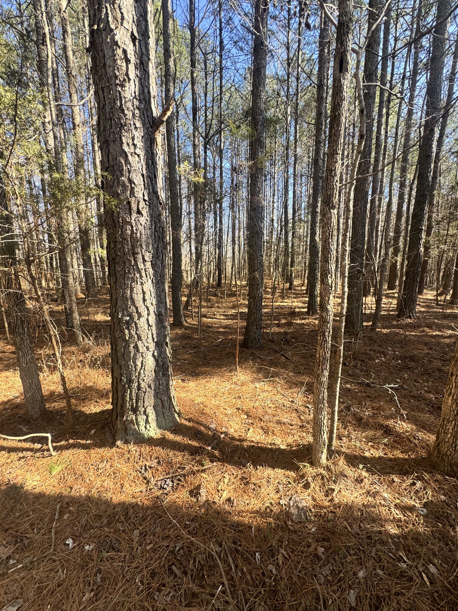 0 Allen Bend Road Smithville, TN 37166 - Photo 7 of 18 a backyard of a house with lots of green space