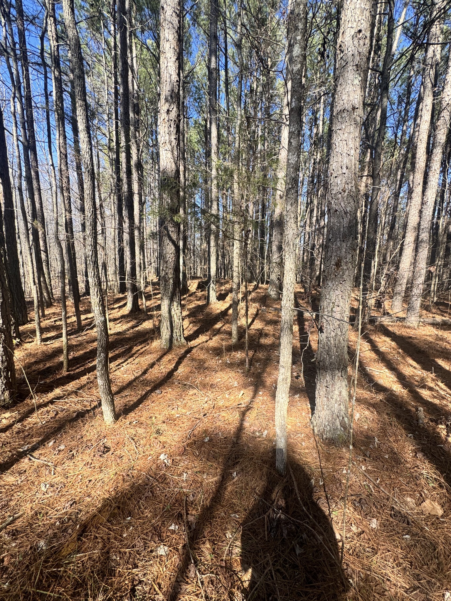0 Allen Bend Road Smithville, TN 37166 - Photo 8 of 18 a view of outdoor space with seating area