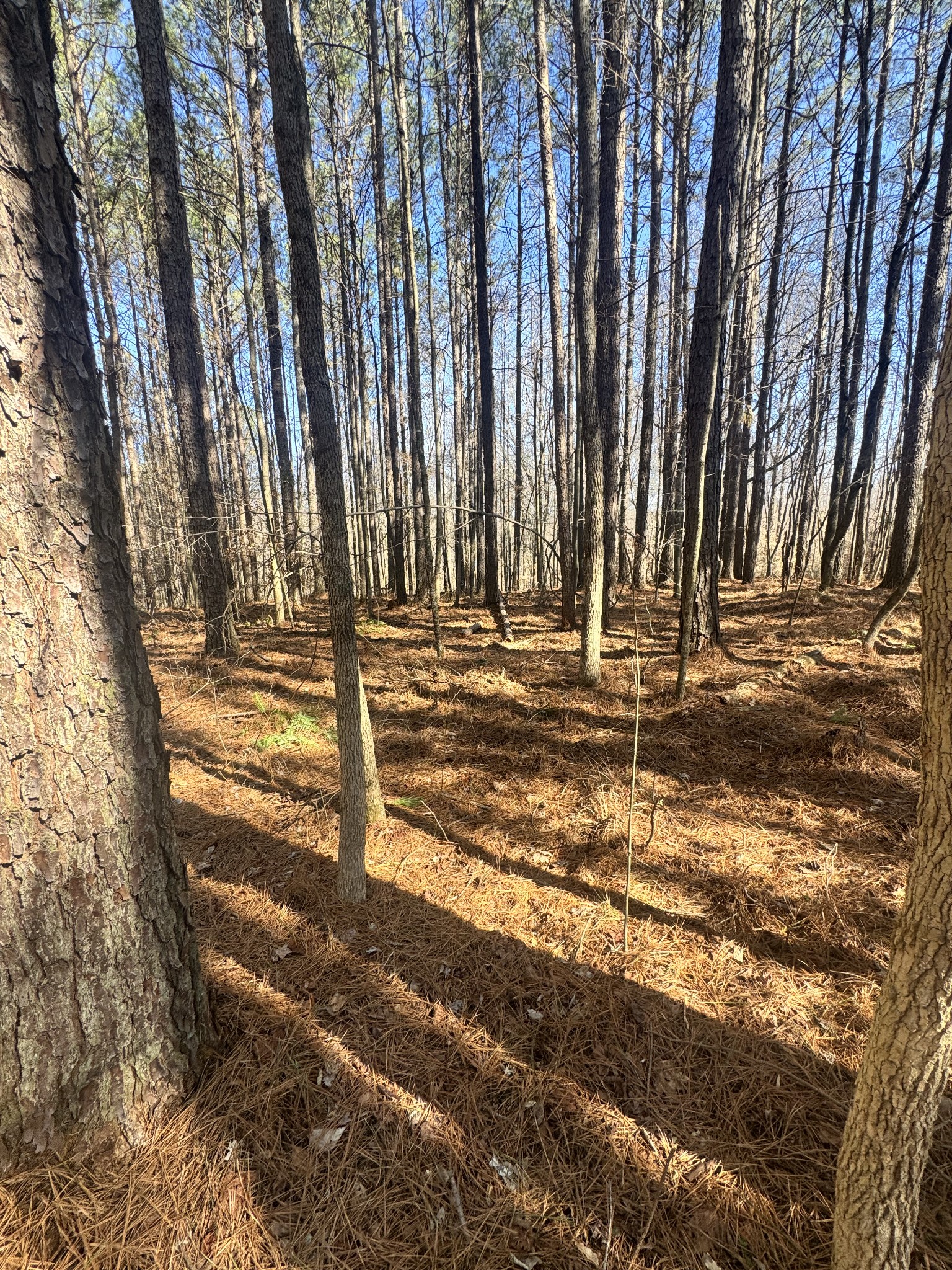 0 Allen Bend Road Smithville, TN 37166 - Photo 9 of 18 a backyard of a house with lots of green space and plants