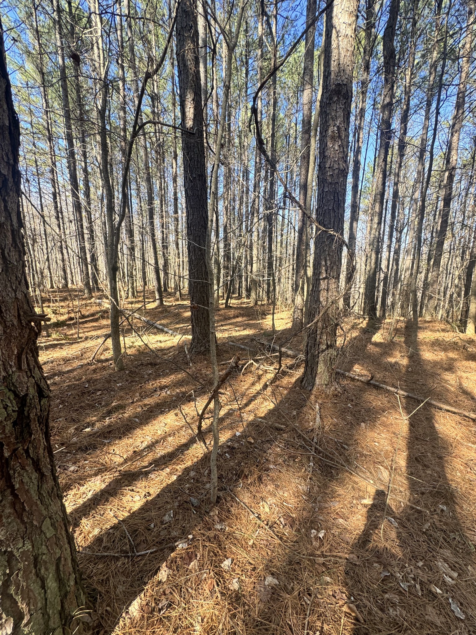 0 Allen Bend Road Smithville, TN 37166 - Photo 10 of 18 a view of yard