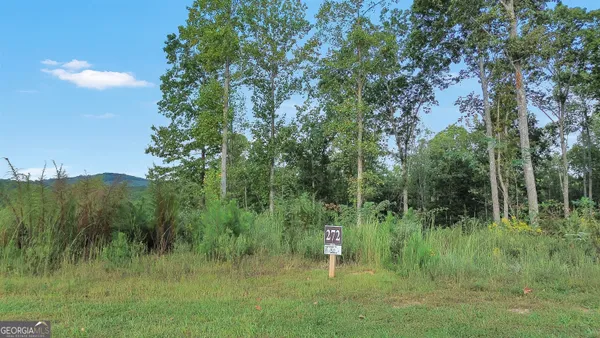 a view of a lush green forest