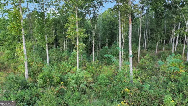 a view of forest and trees