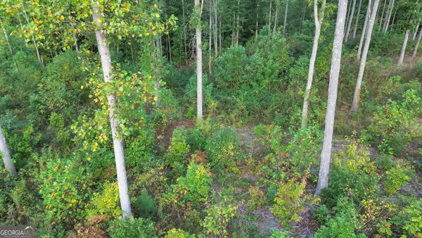 a view of a forest with plants
