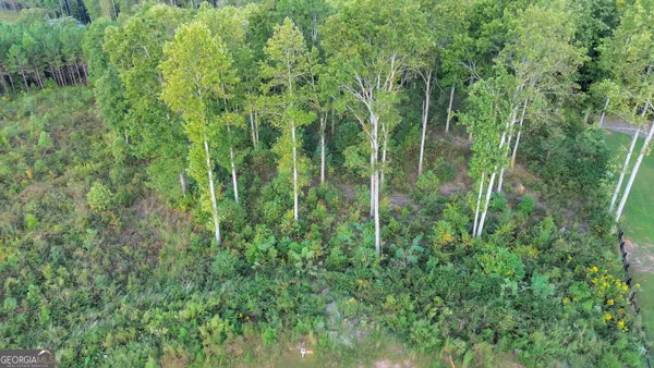 a view of a lush green forest