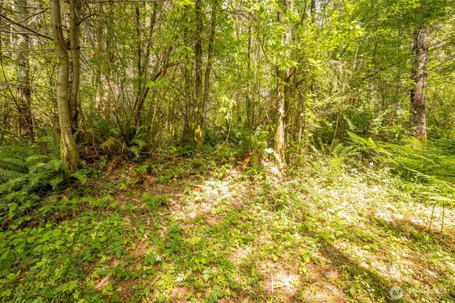 a view of a lush green forest with trees and some houses