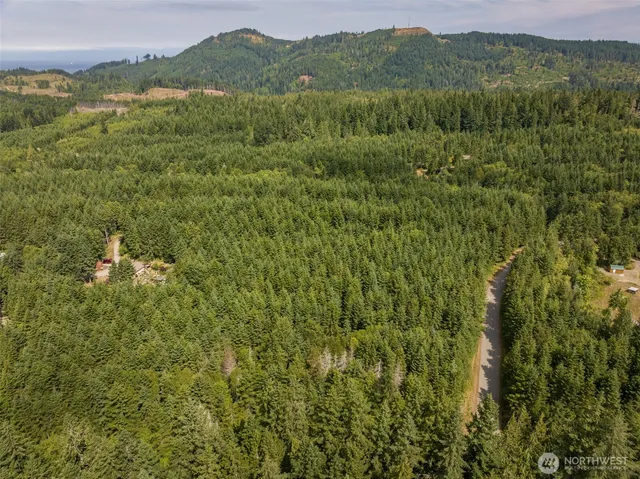a view of a lush green forest with trees and grass