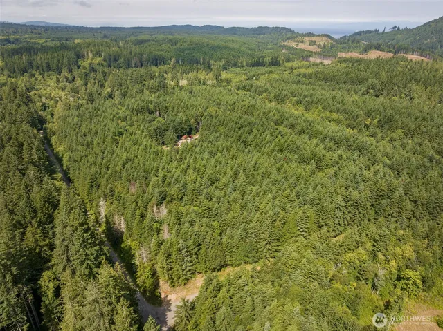 a view of a lush green forest with lush green forest