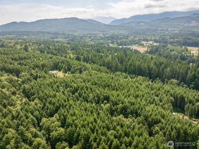a view of a lush green forest with a lush green forest