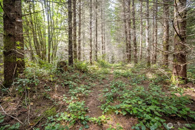 a view of a yard with plants and tree