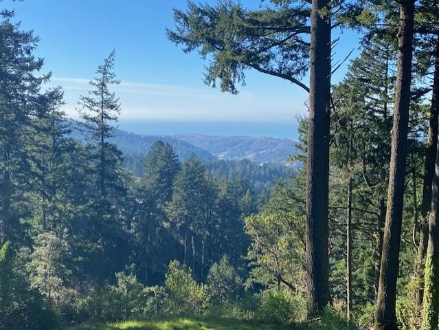 a view of a forest with a tree