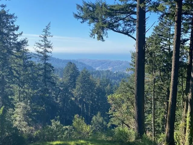 a view of a forest with a tree