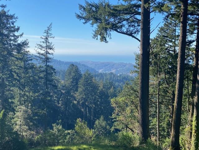 47 Forest View Road Woodside, CA 94062 - Photo 2 of 11 a view of a forest with a tree