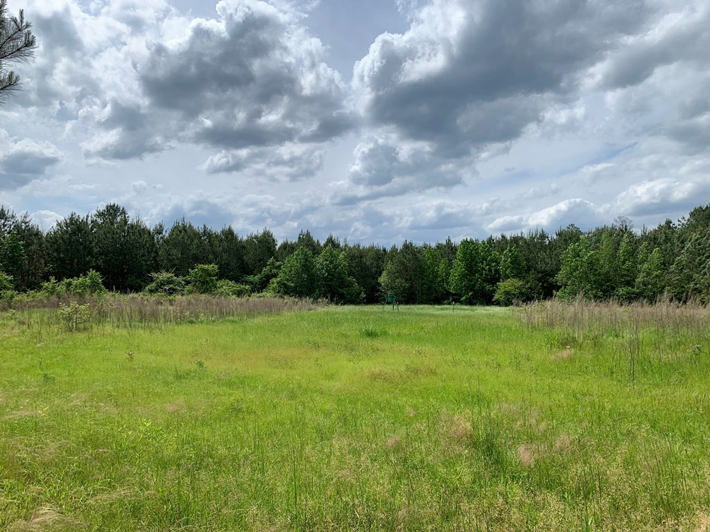 . Southwest Oldenburg Road Meadville, MS 39653 - Photo 4 of 37 Photo 4