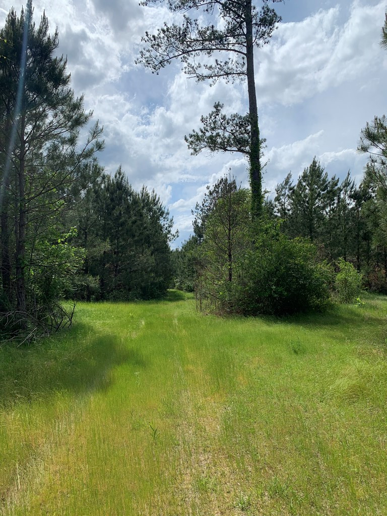 . Southwest Oldenburg Road Meadville, MS 39653 - Photo 8 of 37 Photo 8