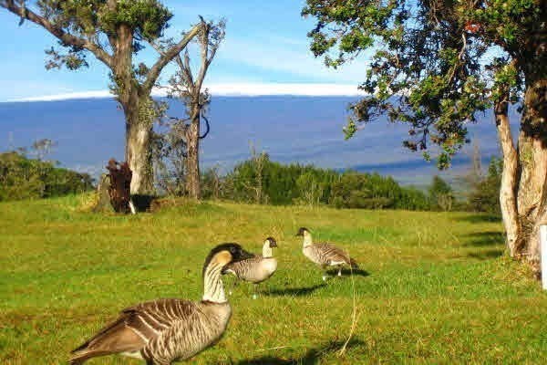 19-3887 Olomea Road Volcano, HI 96785 - Photo 16 of 22 Gallery Image 16