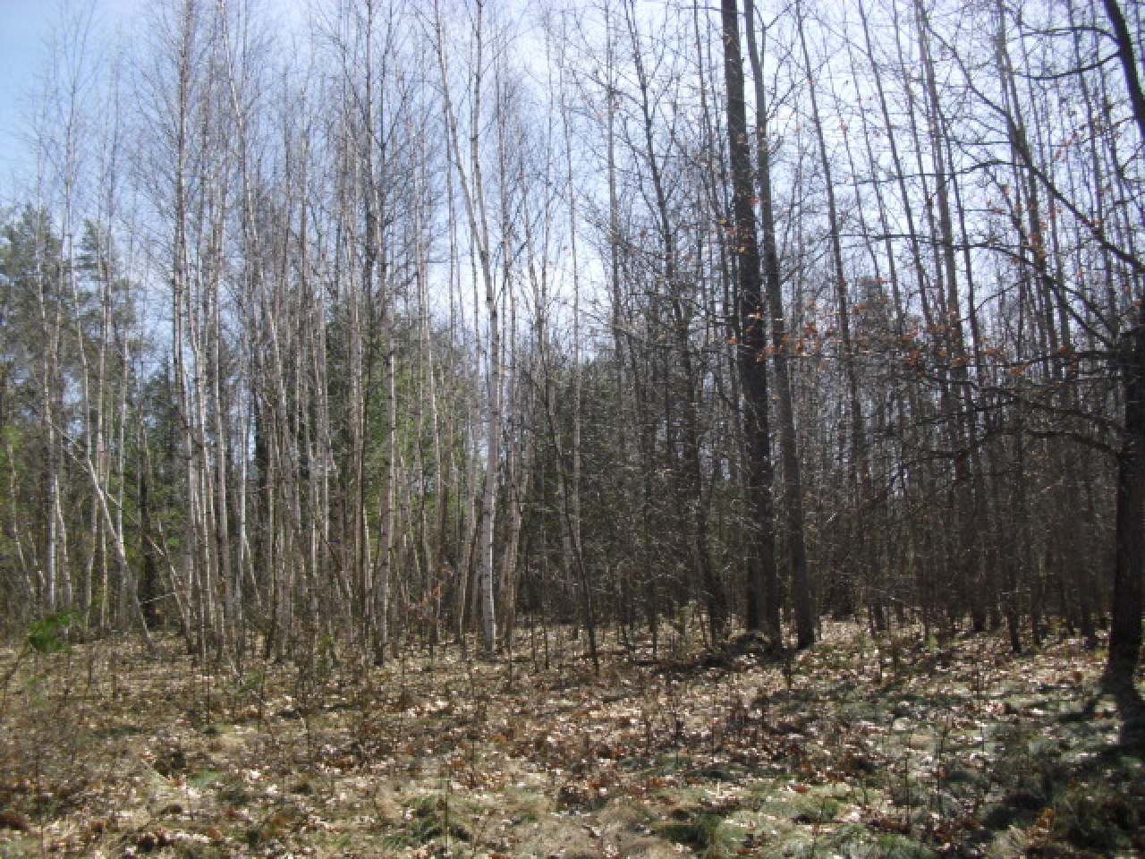 Lot 11 Wind Song Road Tomahawk, WI 54487 - Photo 11 of 13 Gallery Image 11