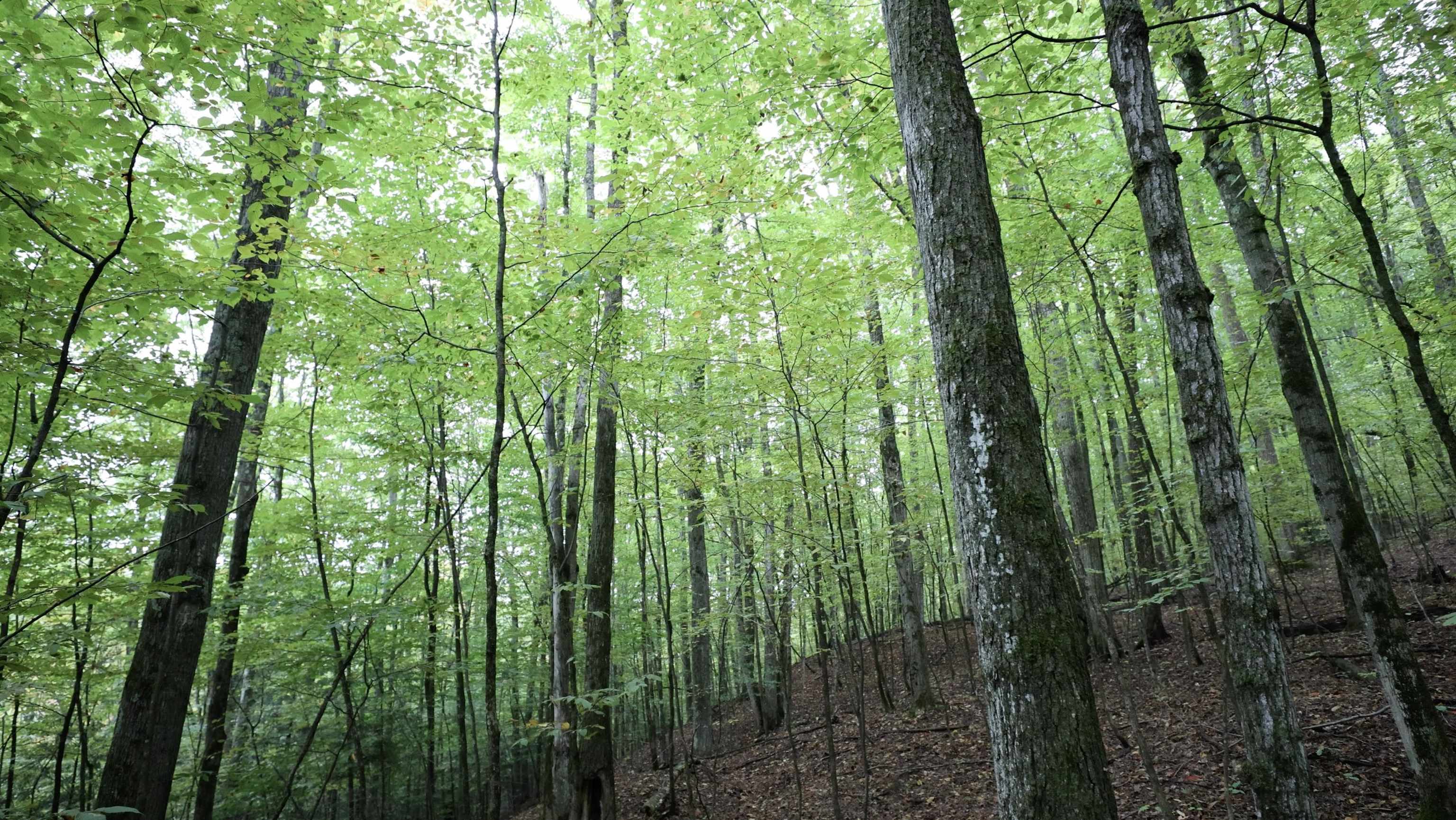 Tbd Hoosier Valley Road Traverse City, MI 49685 - Photo 10 of 20 Gallery Image 10