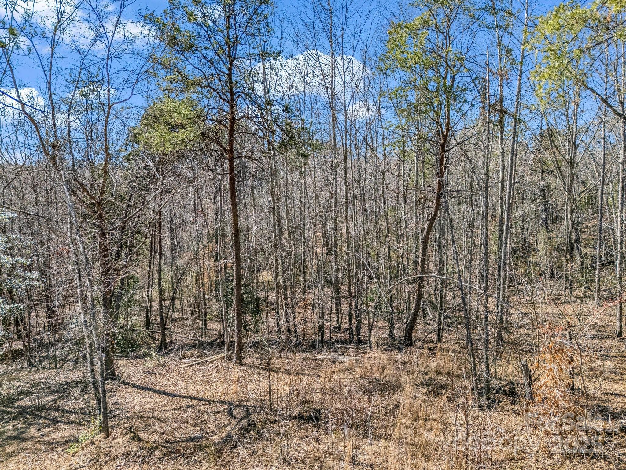 0 Petite Court Rutherfordton, NC 28139 - Photo 6 of 34 a view of a backyard with tall trees