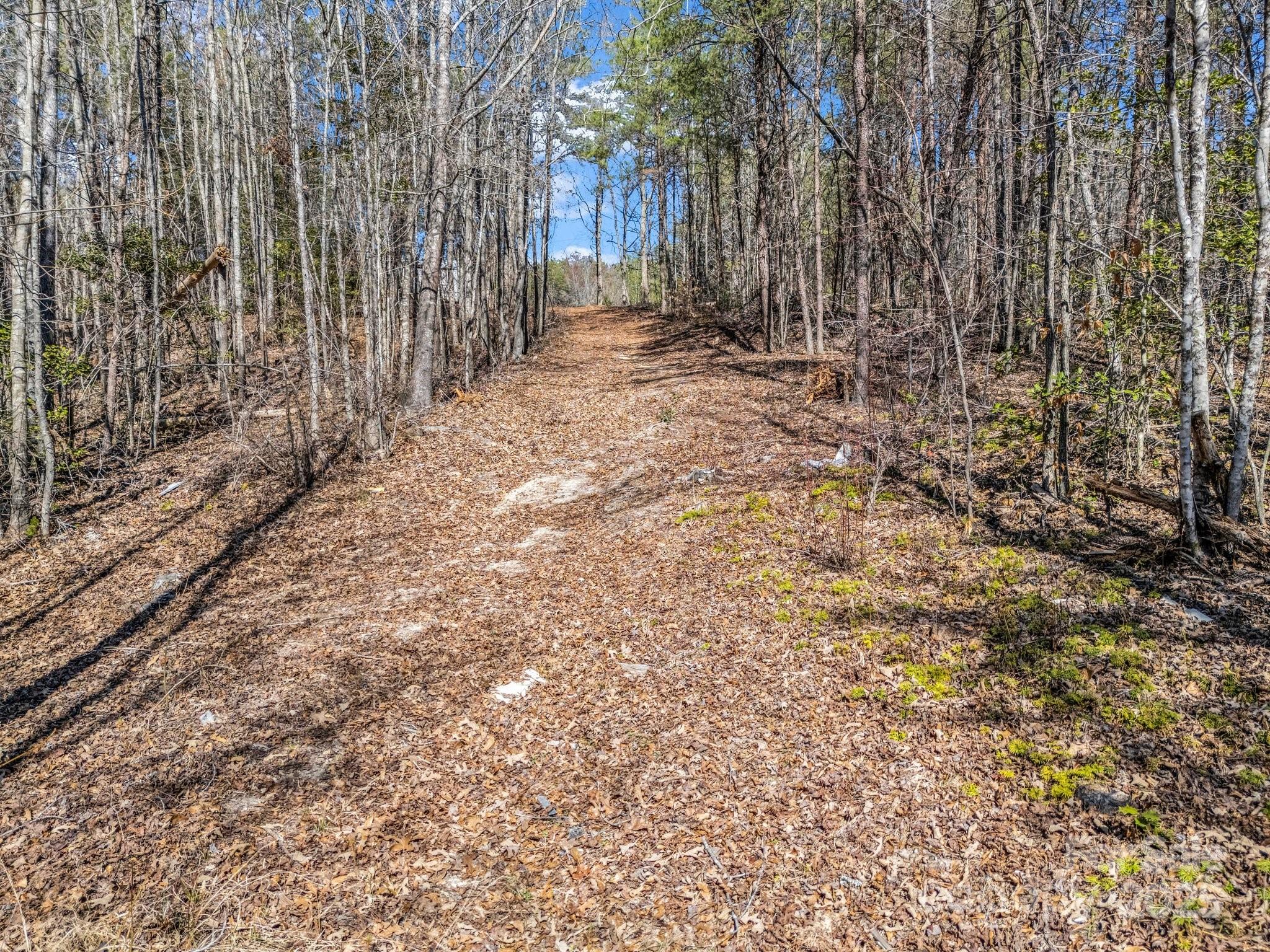 0 Petite Court Rutherfordton, NC 28139 - Photo 8 of 34 a view of a yard with trees