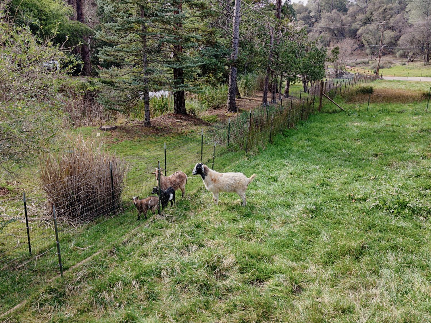 19520 Placer Hills Road Colfax, CA 95713 - Photo 40 of 59