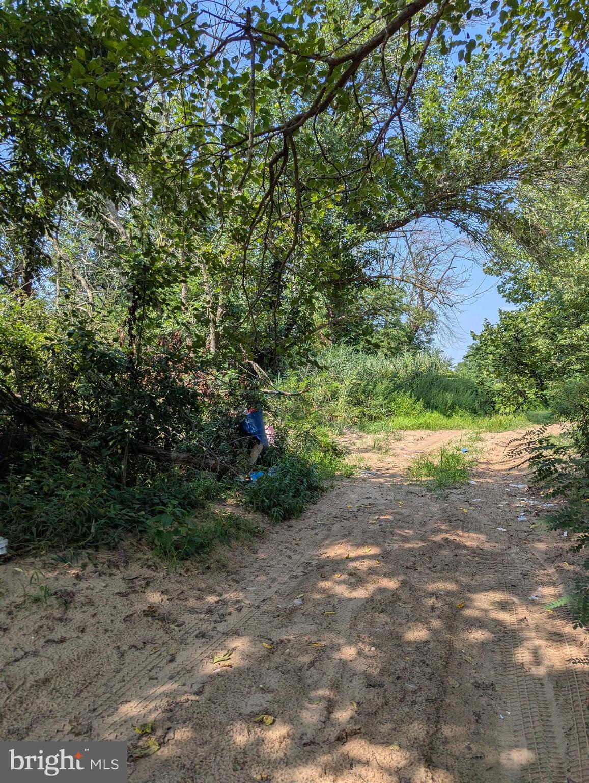 81 7th Avenue Carneys Point, NJ 08069 - Photo 21 of 23 a view of a yard with plants and large trees