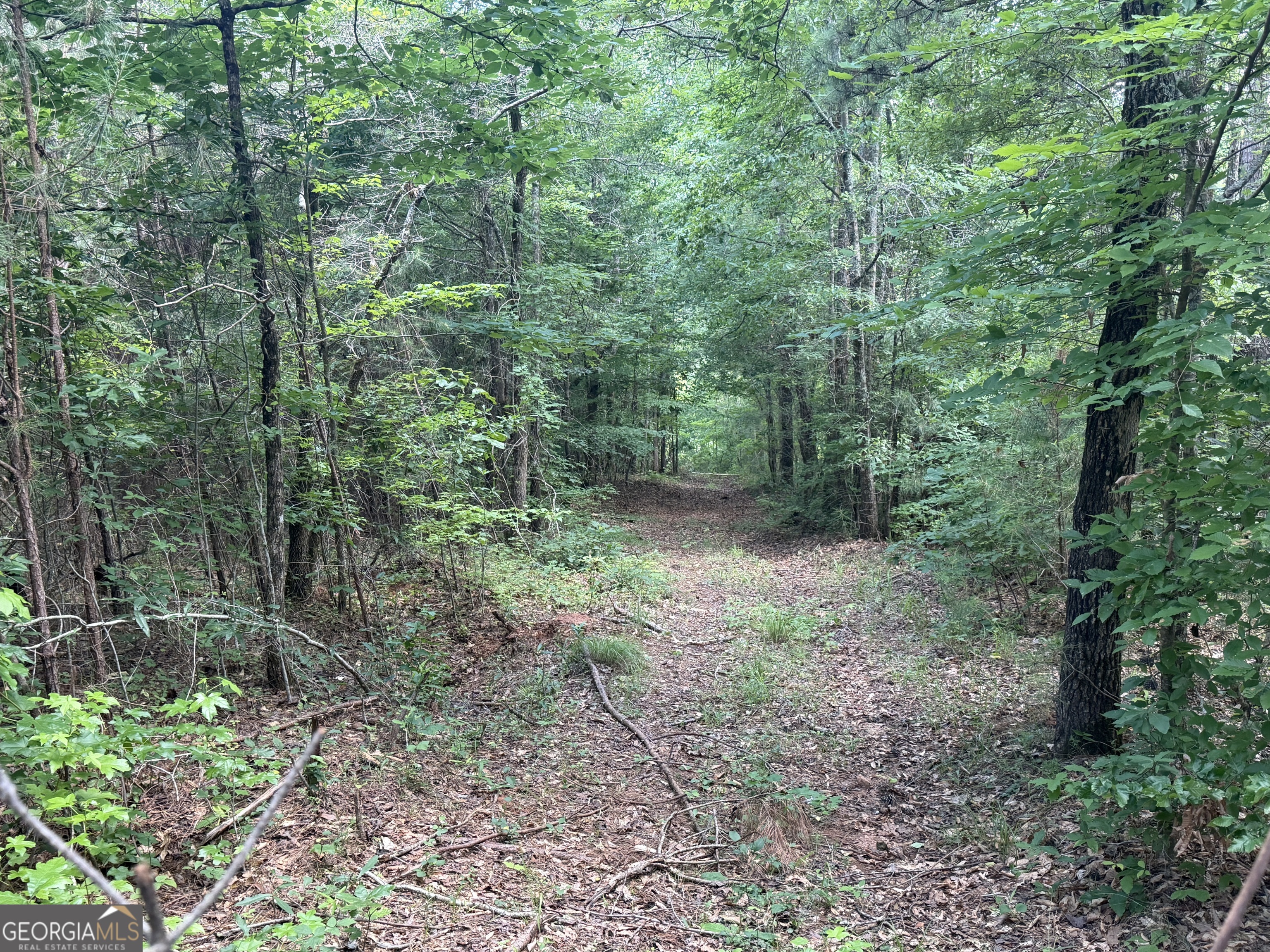 0 Noles Road Franklin, GA 30217 - Photo 17 of 21 a view of a forest that has large trees