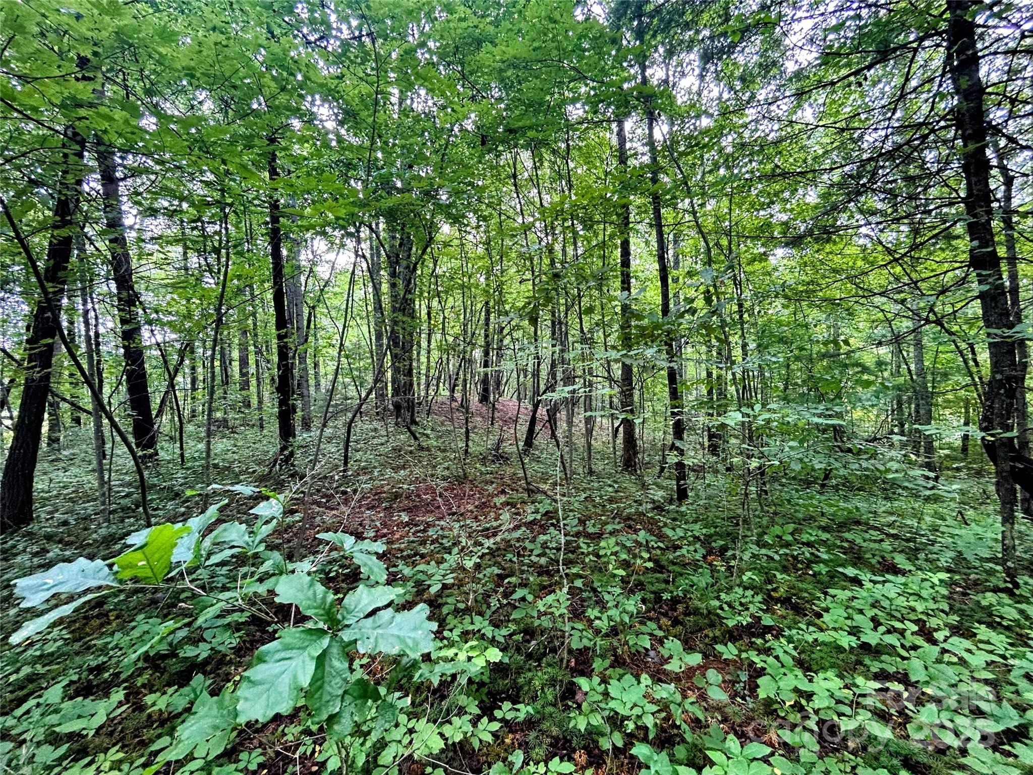 Lot 5 Azalea Way Saluda, NC 28773 - Photo 11 of 12 a backyard of a house with lots of green space
