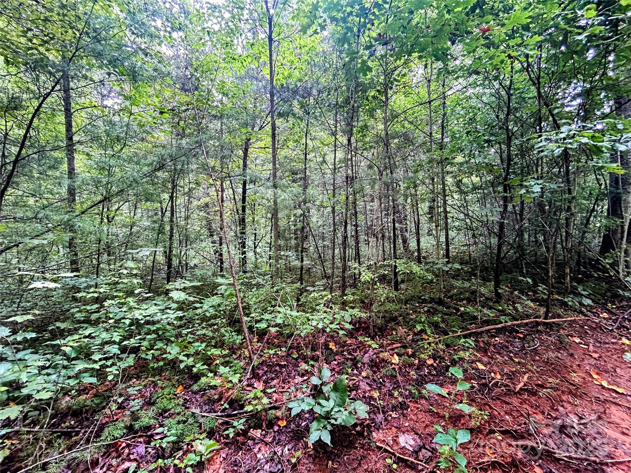 Lot 5 Azalea Way Saluda, NC 28773 - Photo 12 of 12 a view of a garden