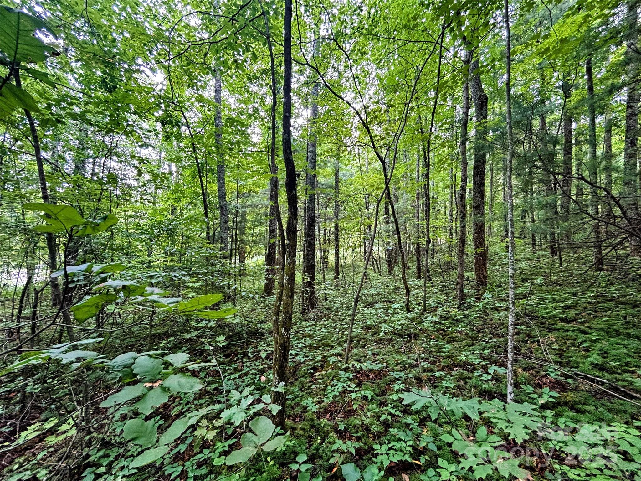 Lot 5 Azalea Way Saluda, NC 28773 - Photo 3 of 12 a view of outdoor space and a yard