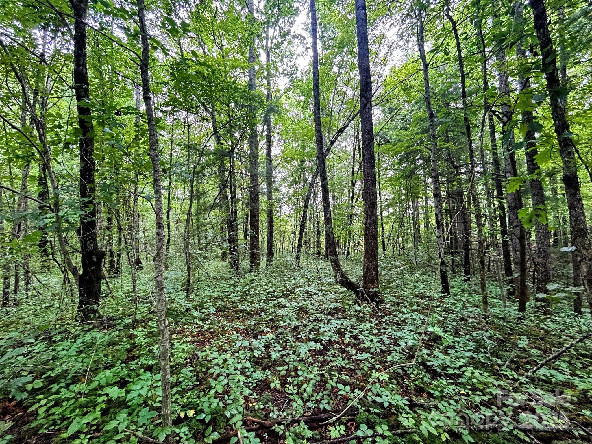 Lot 5 Azalea Way Saluda, NC 28773 - Photo 4 of 12 a big yard with lots of green space