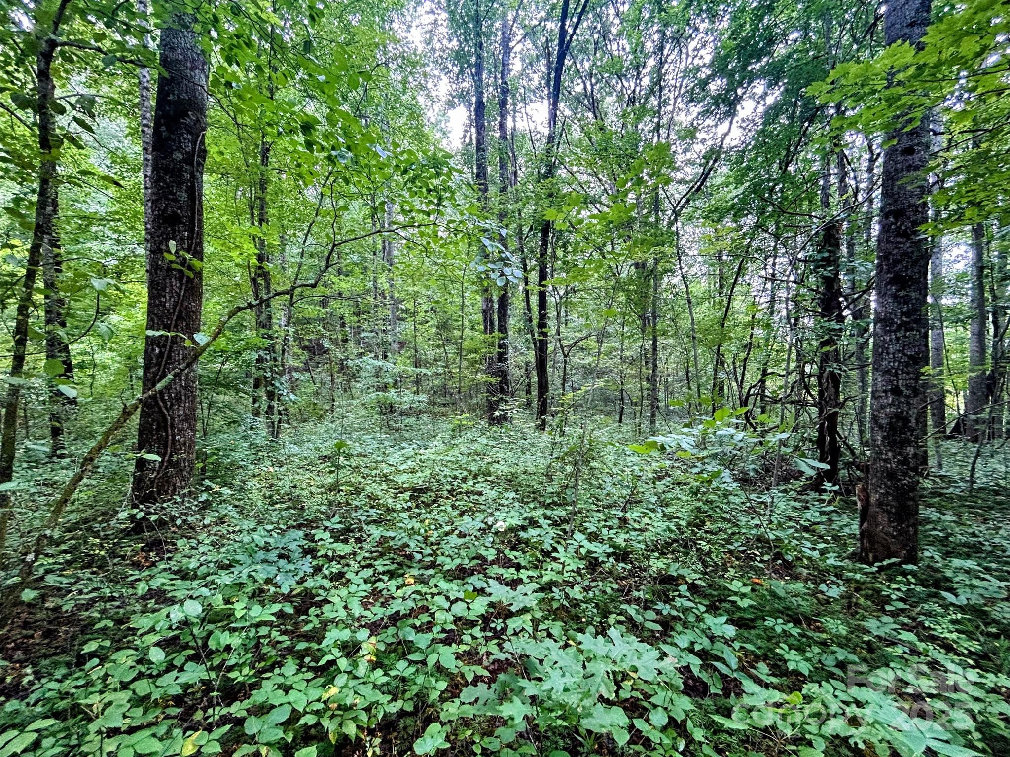Lot 5 Azalea Way Saluda, NC 28773 - Photo 5 of 12 a view of a lush green forest