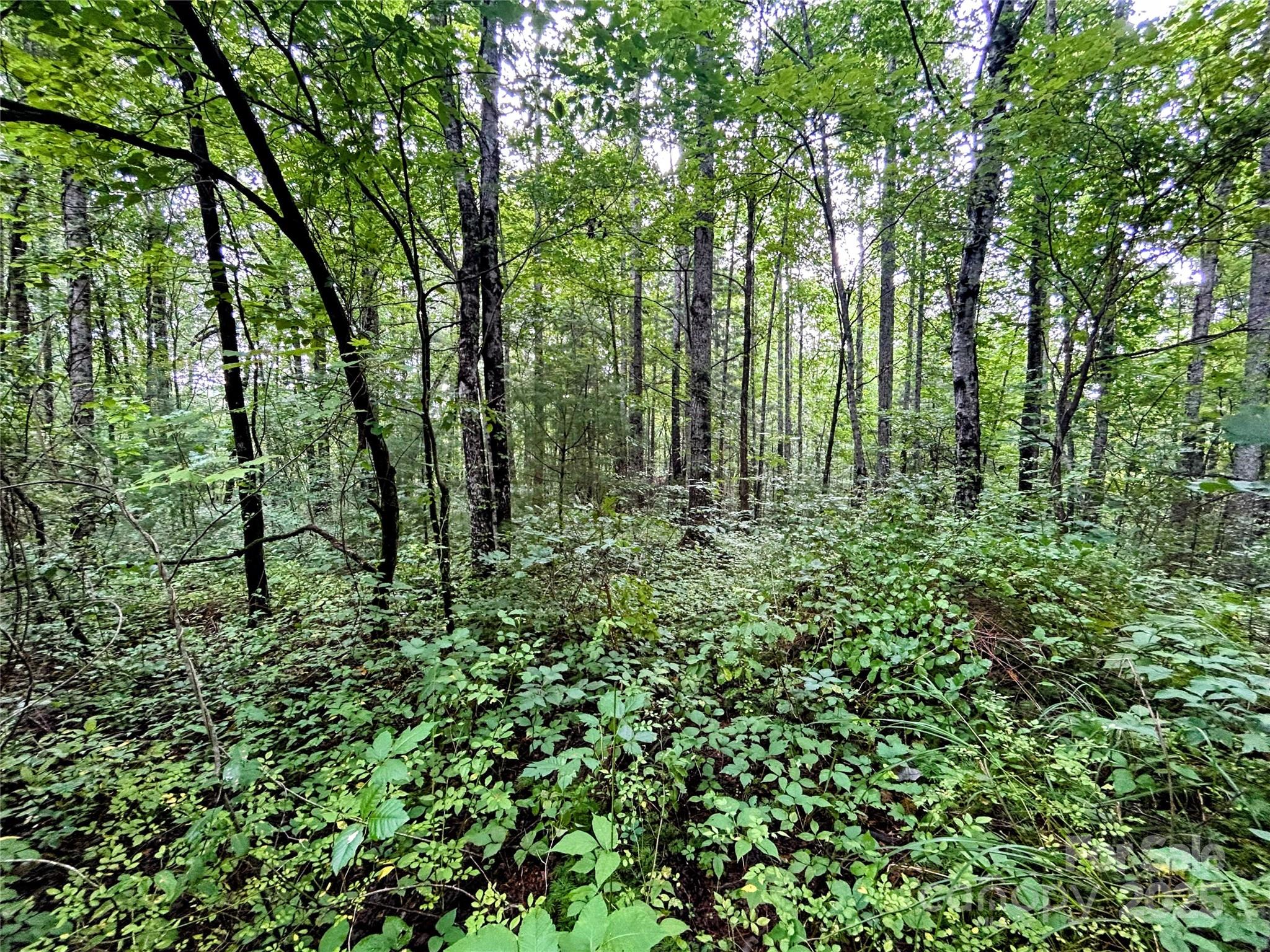 Lot 5 Azalea Way Saluda, NC 28773 - Photo 6 of 12 a lush green forest with lots of trees