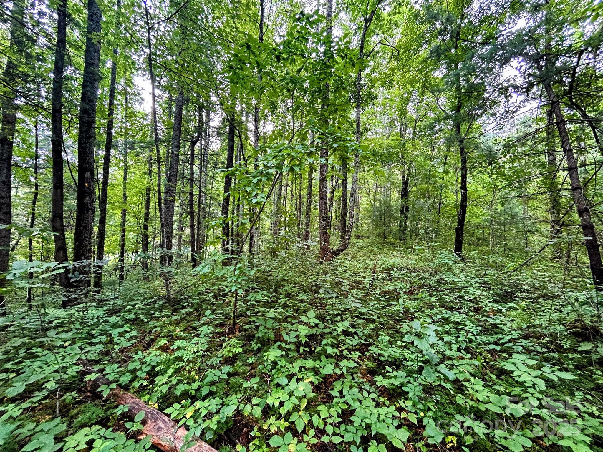 Lot 5 Azalea Way Saluda, NC 28773 - Photo 7 of 12 a view of outdoor space and green space