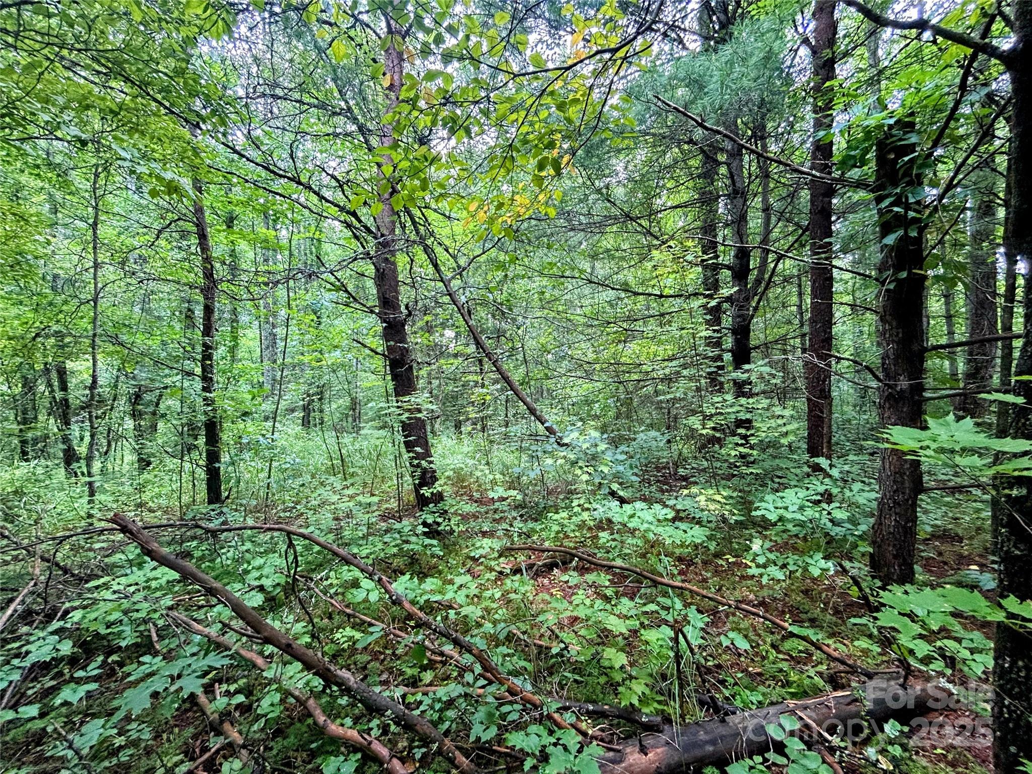 Lot 5 Azalea Way Saluda, NC 28773 - Photo 8 of 12 a view of a garden