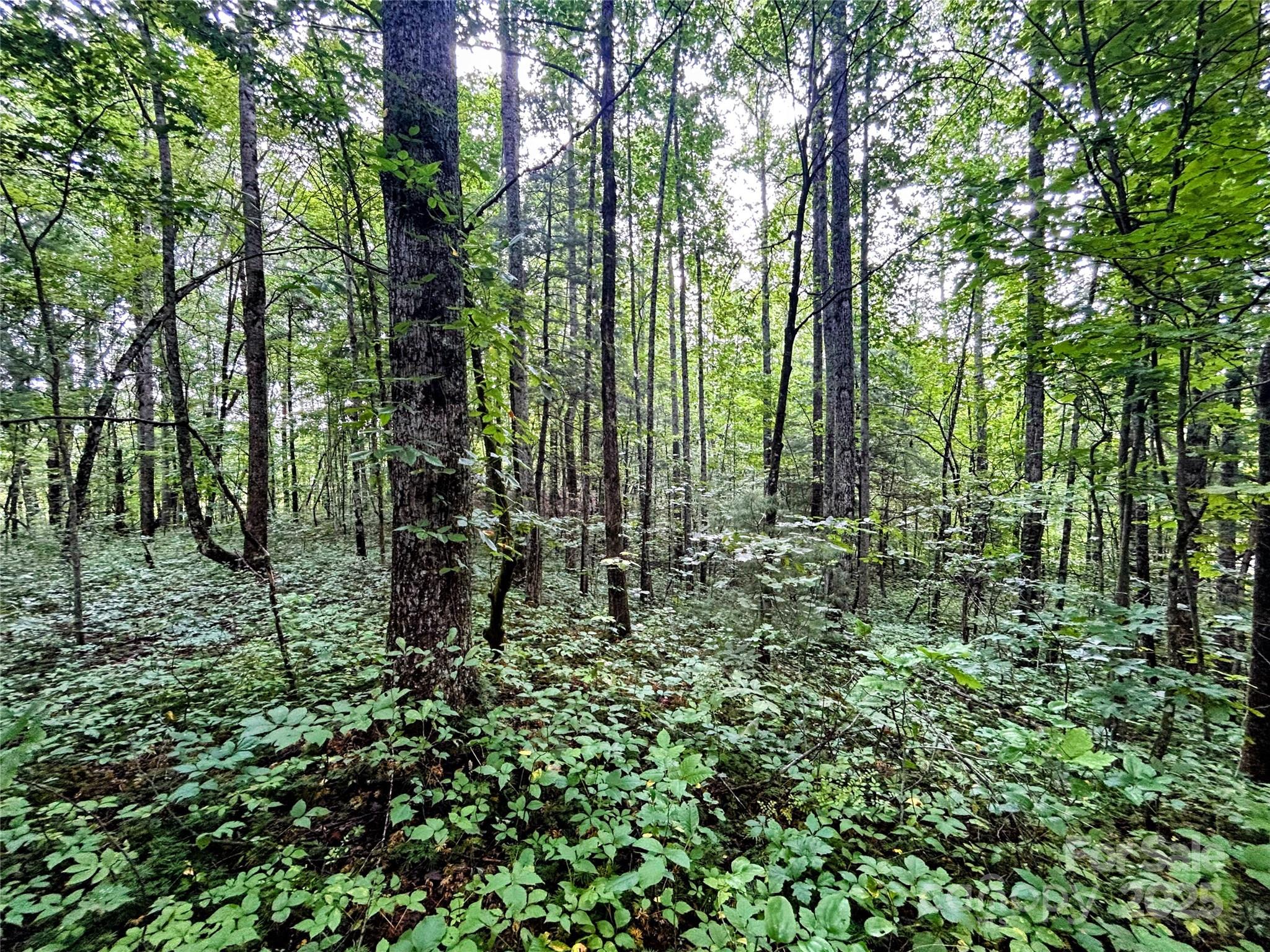 Lot 5 Azalea Way Saluda, NC 28773 - Photo 10 of 12 a view of forest
