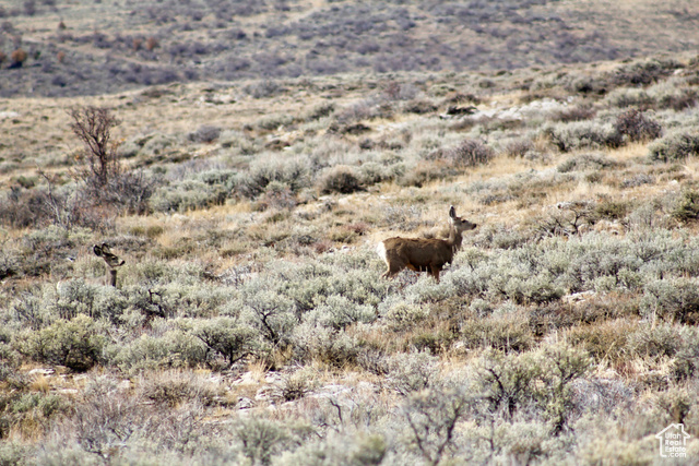 17253 North 7500 E Limestone Co Road Vernal, UT 84078 - Photo 5 of 77