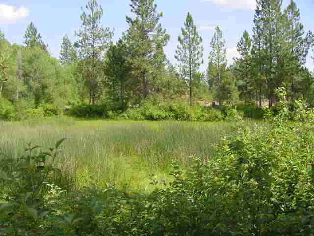 20001 South Harrison Road Edwall, WA 99008 - Photo 2 of 5
