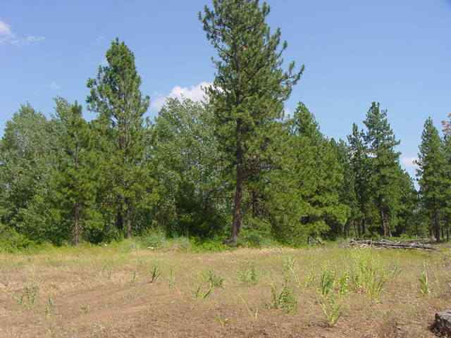 20001 South Harrison Road Edwall, WA 99008 - Photo 3 of 5