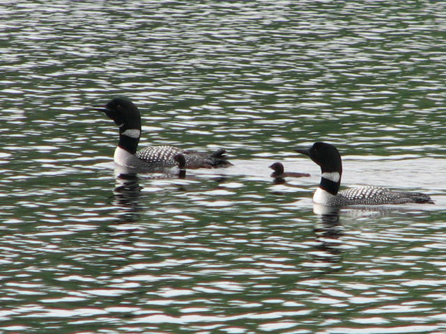 6 Sunset Cove Road Princeton, ME 04668 - Photo 32 of 35 Healthy loon population on the lake...