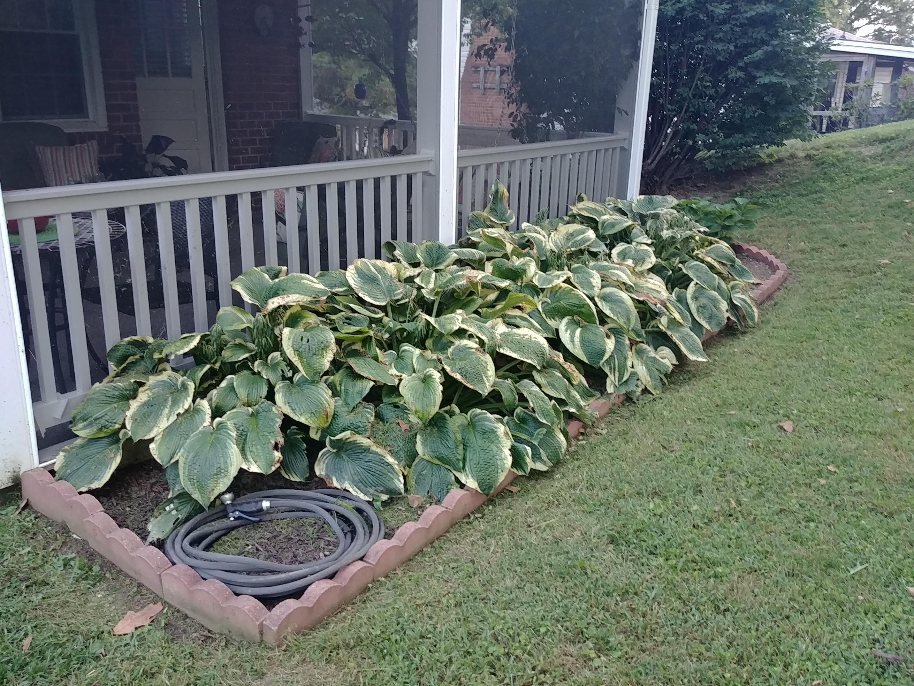 3451 Greencliff Road Roanoke, VA 24018 - Photo 36 of 37 Robin Denney Hosta Bed