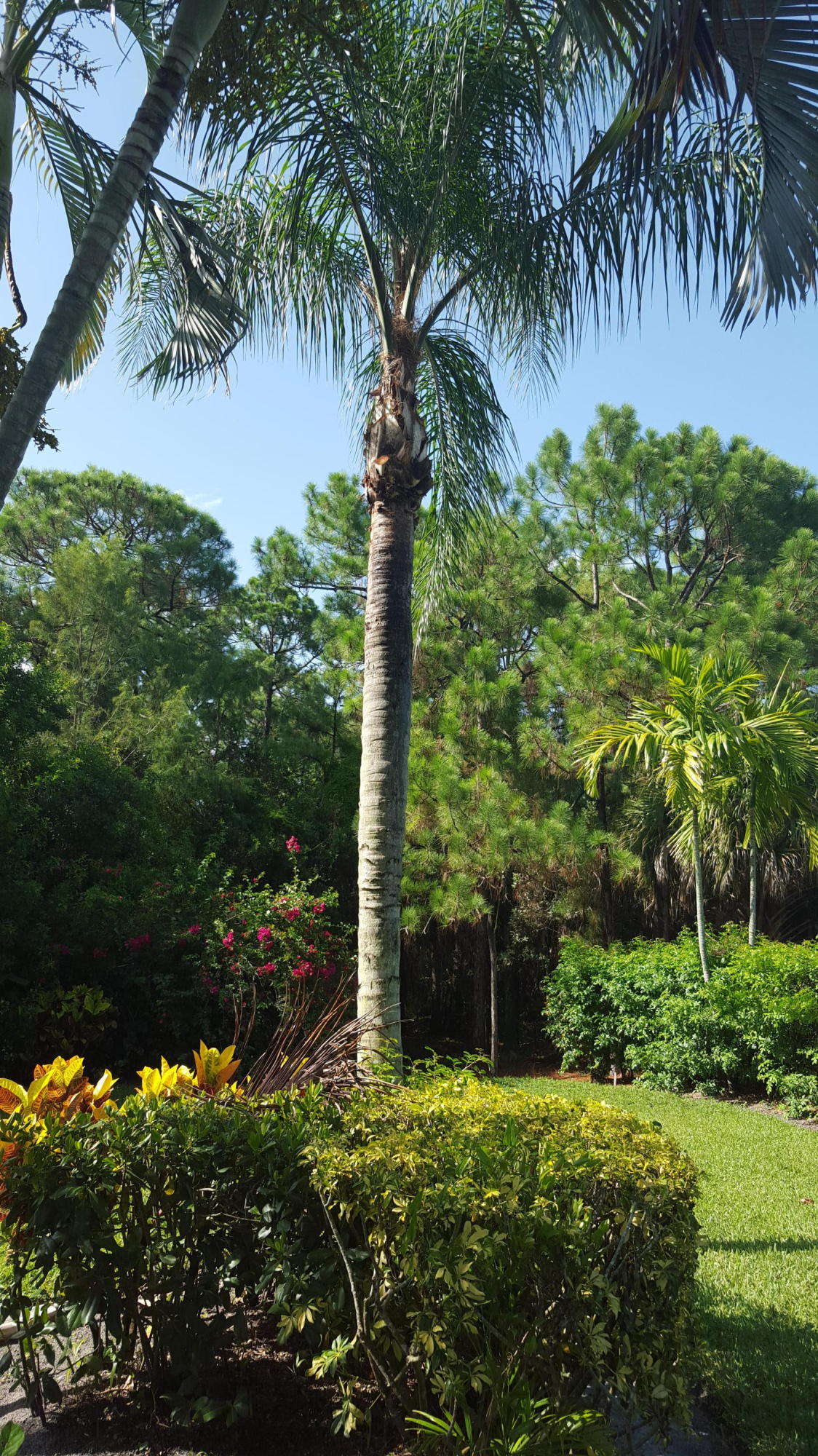 1772 Barnstable Road Wellington, FL 33414 - Photo 28 of 39 YARD
