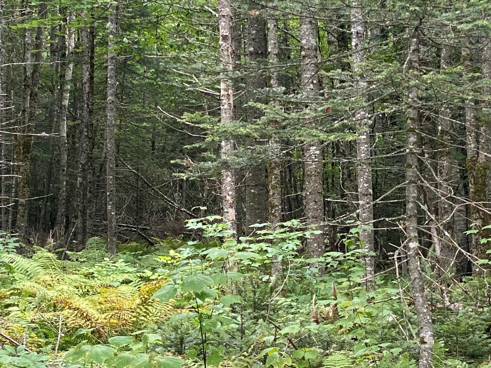 9-17 Oak Ridge Road Shirley, ME 04485 - Photo 5 of 7 IMG_1299