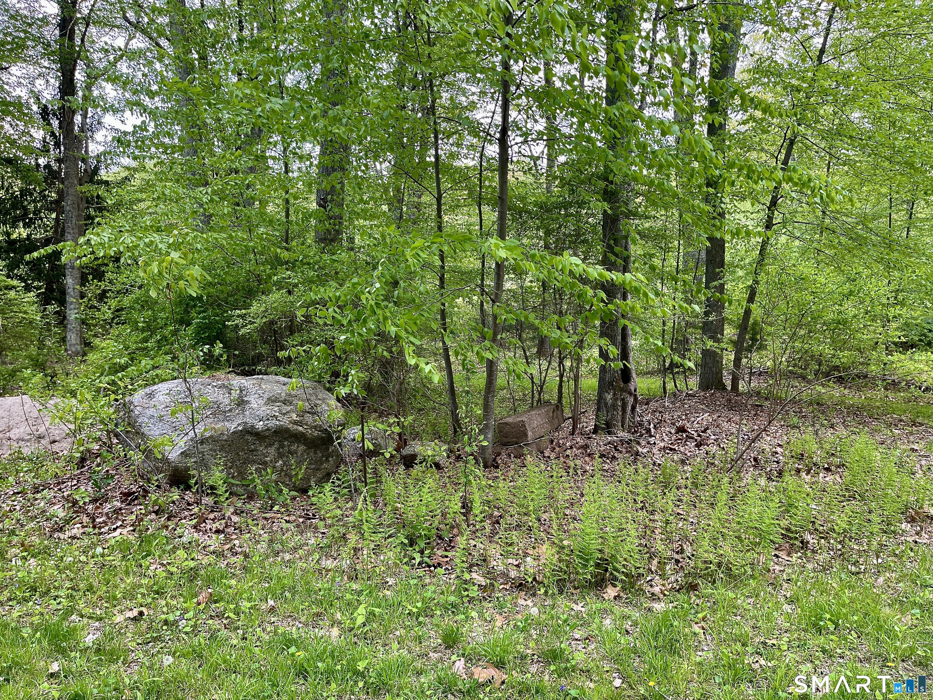 Meadow Brook Road Amston, CT 06231 - Photo 13 of 14 a view of a lush green forest