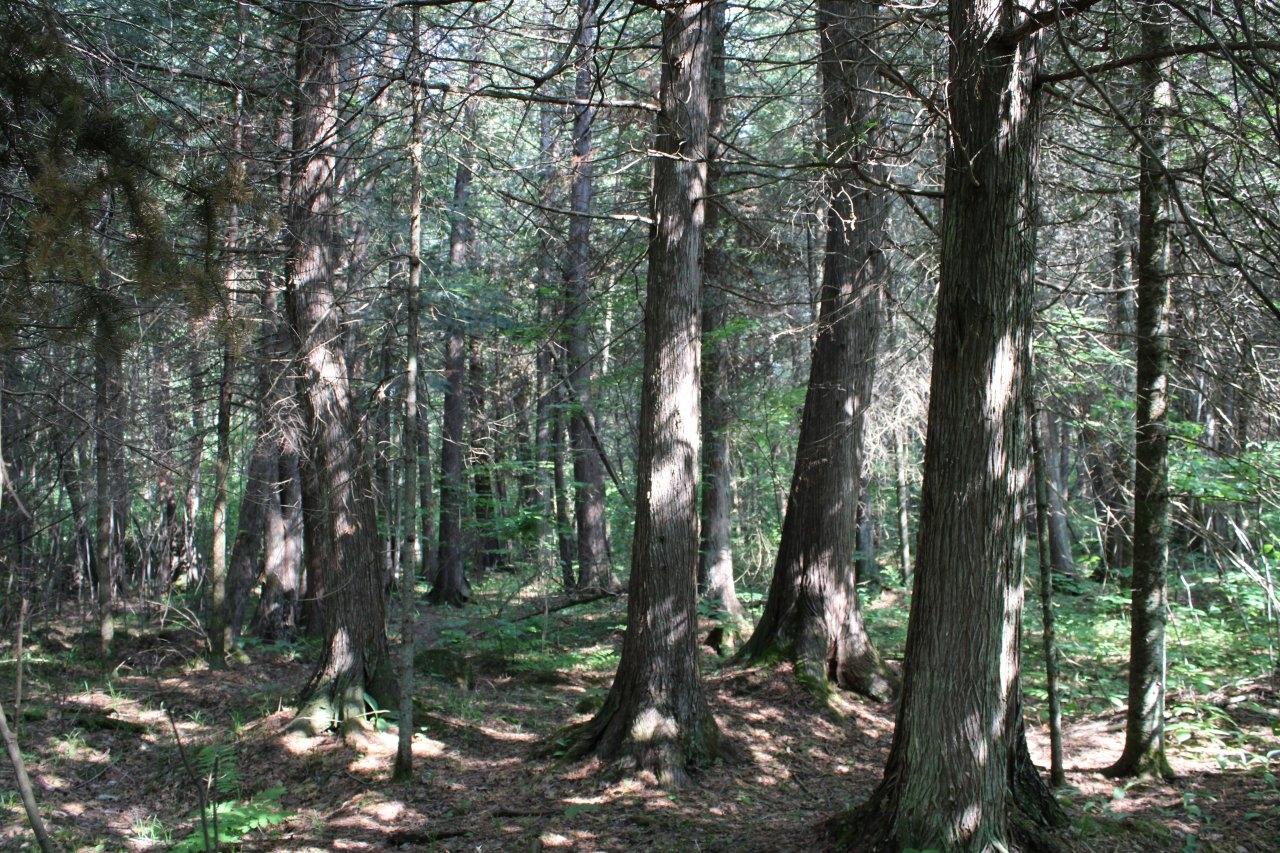 Off Warren Road Fifield, WI 54524 - Photo 12 of 28 Gallery Image 12