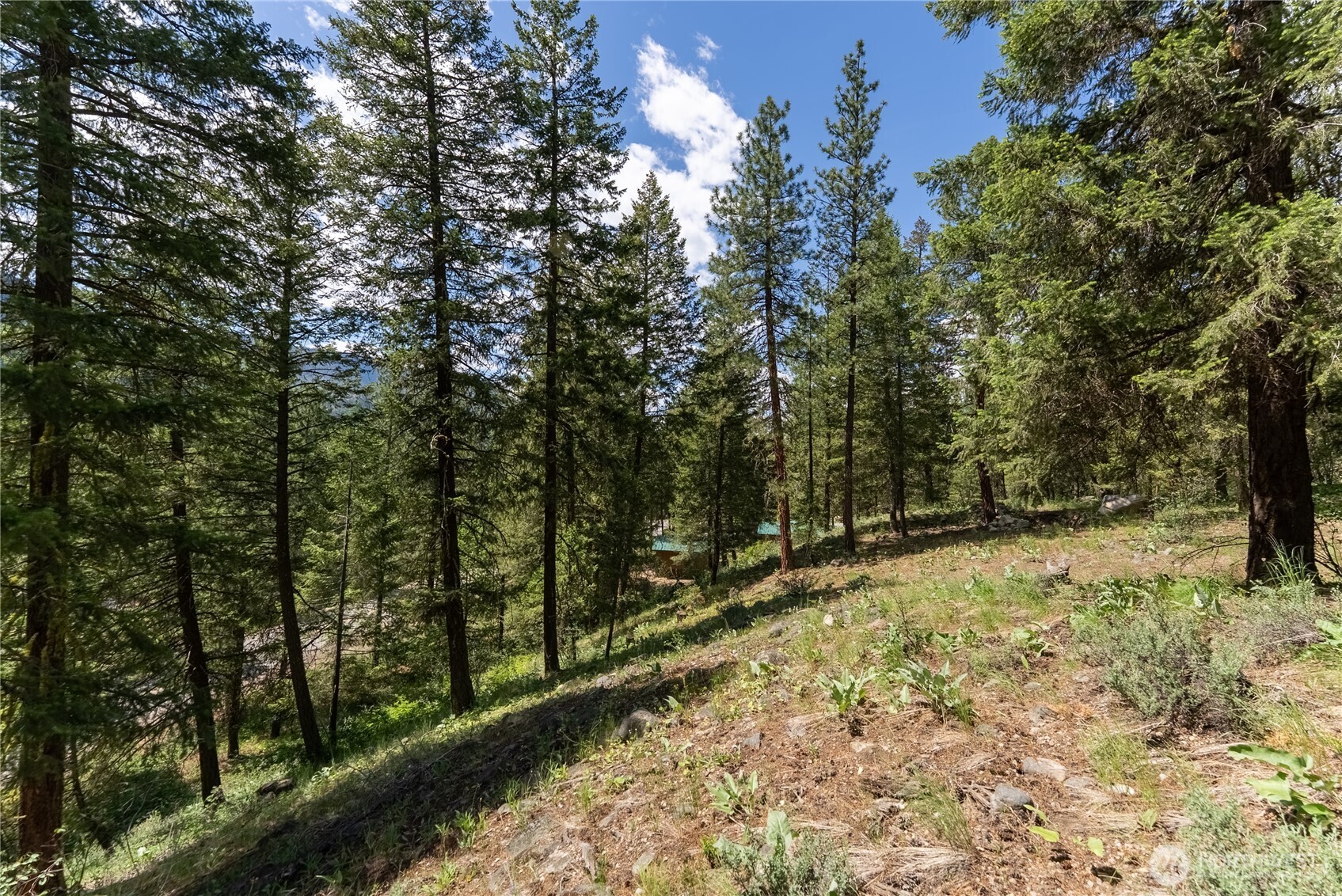 6 Homestead Road Winthrop, WA 98862 - Photo 15 of 40 a view of a yard with trees