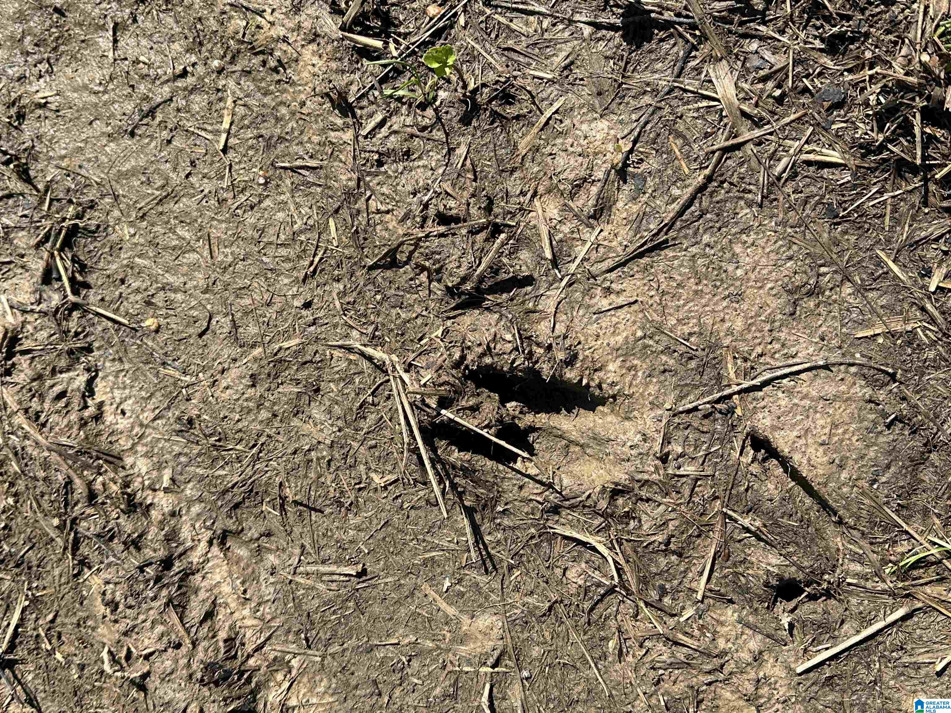 329-acres Ragan Chapel Road Ohatchee, AL 36271 - Photo 11 of 42 Gallery Image 11