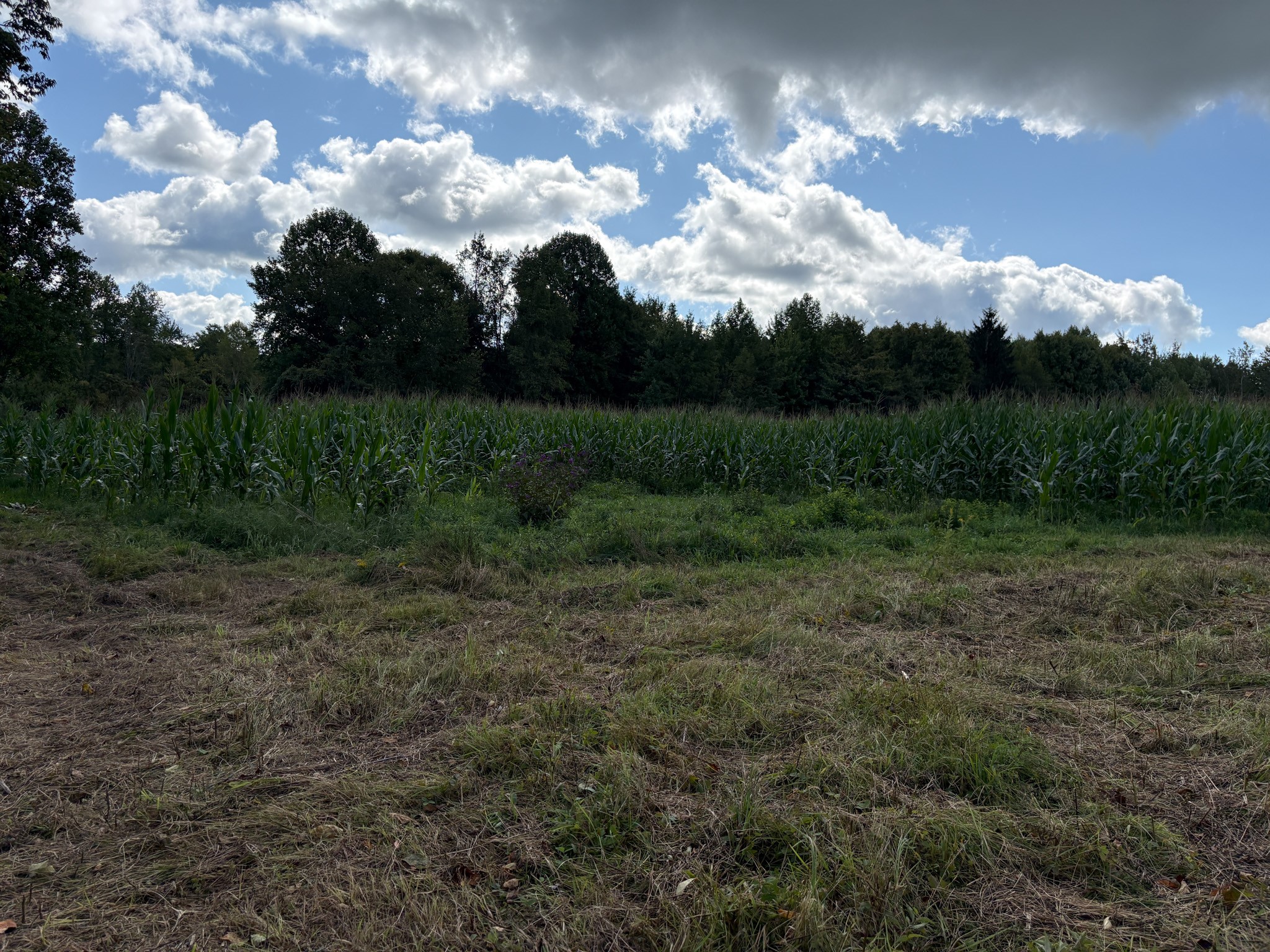 Scribner Road Pierpont, OH 44082 - Photo 8 of 20 Gallery Image 8