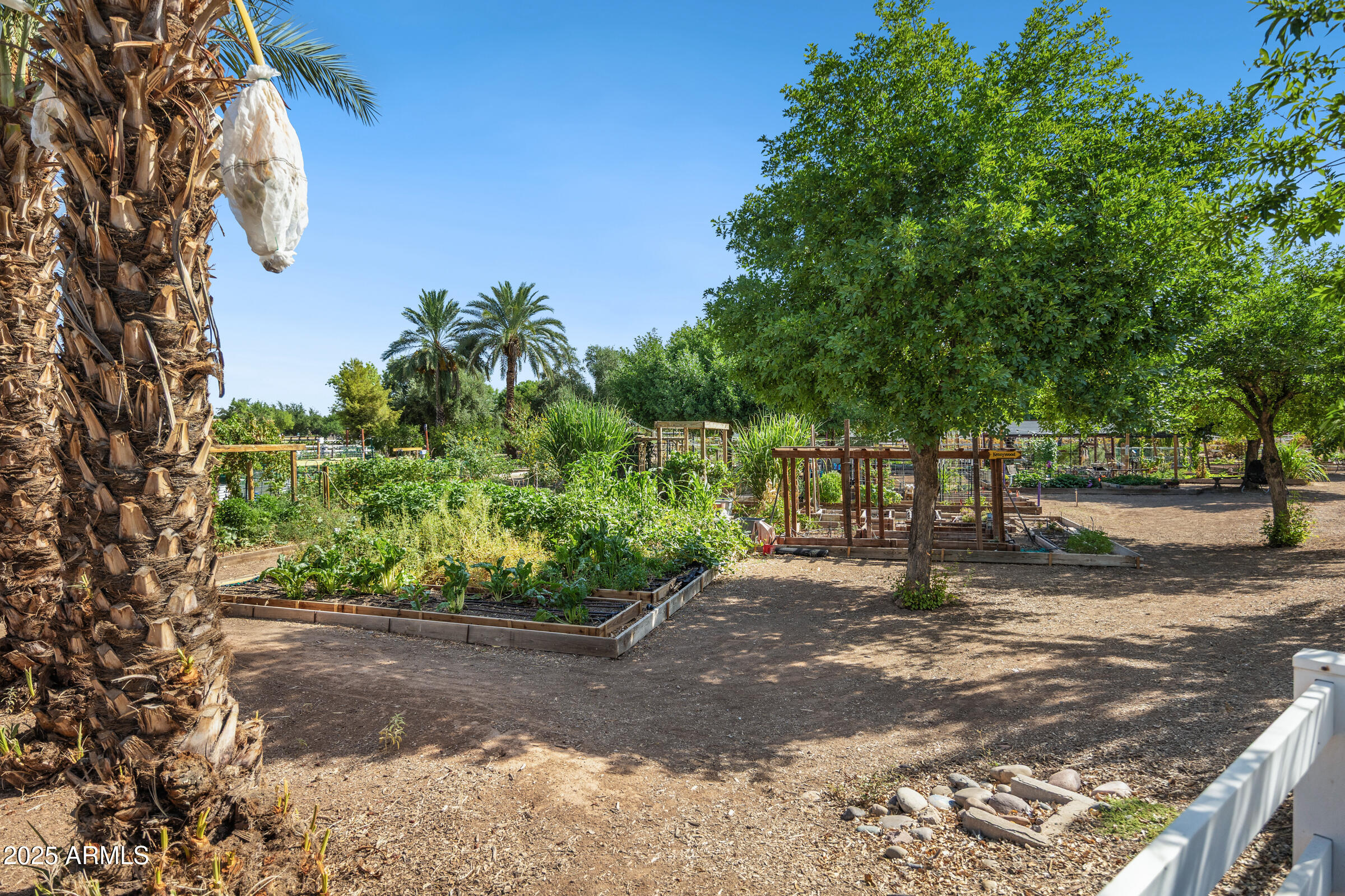 3102 East Agritopia Loop North Gilbert, AZ 85296 - Photo 63 of 75 a view of a street with a tree